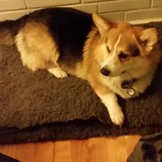 Welsh corgi pembroke Ludwig 