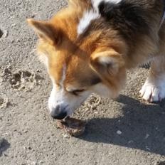 Welsh corgi pembroke Ludwig 