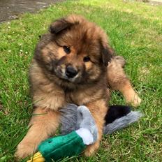 Eurasier Enzo ( Balule's Inxs)