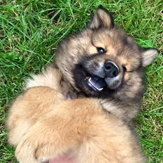 Eurasier Enzo ( Balule's Inxs)