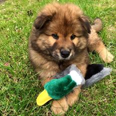 Eurasier Enzo ( Balule's Inxs)