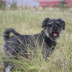 Dvaergschnauzer William (Staldhund<3)