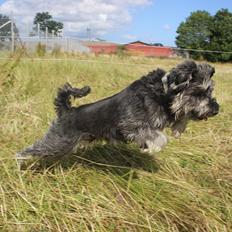 Dvaergschnauzer William (Staldhund<3)