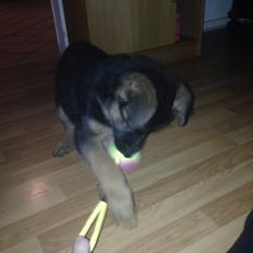 Schæferhund Charlie