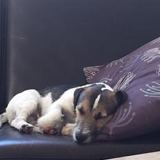 Jack russell terrier Manfred 