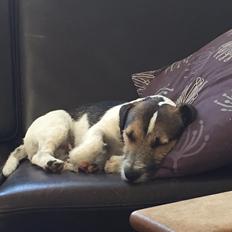 Jack russell terrier Manfred 