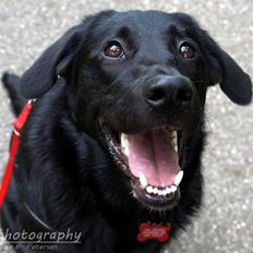 Blanding af racer Bella