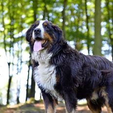 Berner sennenhund Cæsar (Bjørn)