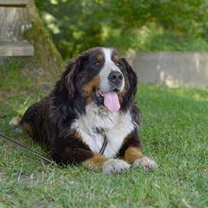 Berner sennenhund Cæsar (Bjørn)