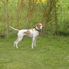 Pointer Oksby Lucca