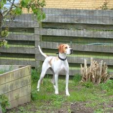 Pointer Oksby Lucca