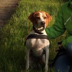 Pointer Oksby Lucca