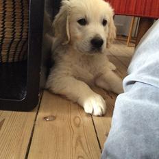 Golden retriever Ray