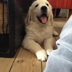 Golden retriever Ray