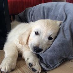 Golden retriever Ray