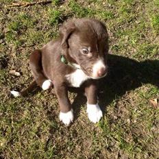 Blanding af racer Rico