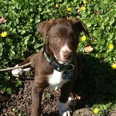 Blanding af racer Rico