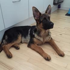 Schæferhund Kala-R.I.P