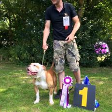 Olde english bulldogge Angeleyes Adriano (Arnold)