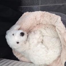 Coton de tulear Vigga