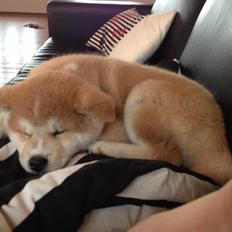 Akita inu Rolf