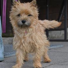 Cairn terrier Nibstrup Disa (Tulle)