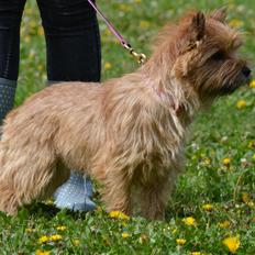 Cairn terrier Nibstrup Disa (Tulle)