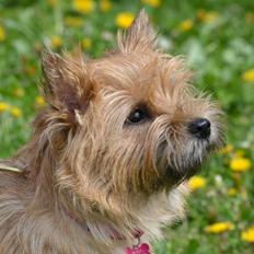 Cairn terrier Nibstrup Disa (Tulle)