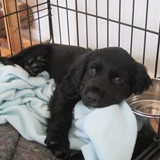 Field Trial Cockerspaniel Aika (Harresøholm Fie)