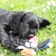 Field Trial Cockerspaniel Aika (Harresøholm Fie)