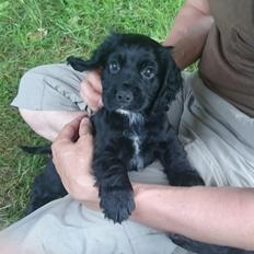 Field Trial Cockerspaniel Aika (Harresøholm Fie)