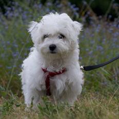 Coton de tulear Mille