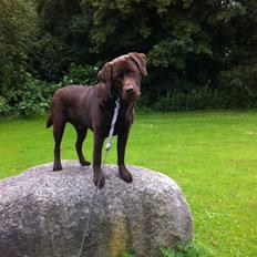 Labrador retriever Django