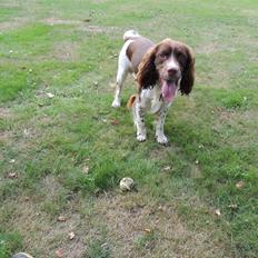 Field Trial Springer Spaniel Chico