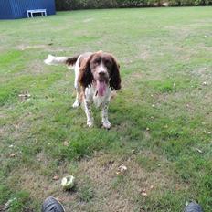 Field Trial Springer Spaniel Chico