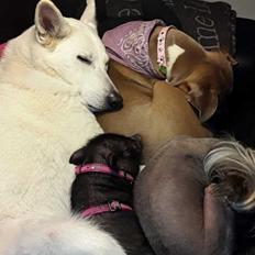 Blanding af racer Pixie