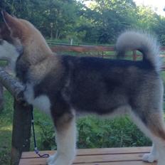 Alaskan malamute F' FIRE IN PAWS Srebrny Kiel