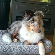 Shetland sheepdog Catalba's Kenya 