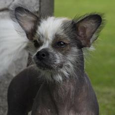 Blanding af racer Magda the svin