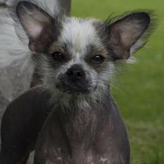 Blanding af racer Magda the svin