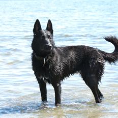 Hollandsk hyrdehund Billie Jean av Goldbite