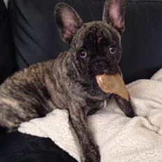 Fransk bulldog Carlo