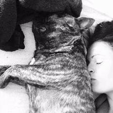 Fransk bulldog Carlo