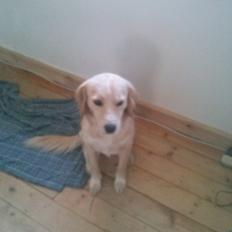 Blanding af racer Zita