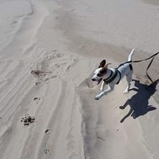 Dansk svensk gaardhund Buster R.I.P.