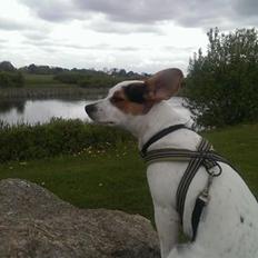 Dansk svensk gaardhund Buster R.I.P.