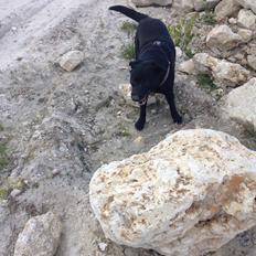 Blanding af racer Chang 