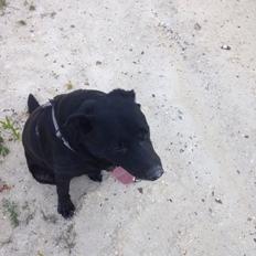 Blanding af racer Chang 