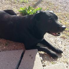 Blanding af racer Chang 