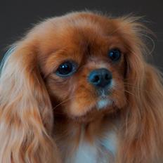 Cavalier king charles spaniel Electra ( Loevhoejs Hippy Hippy Shake)